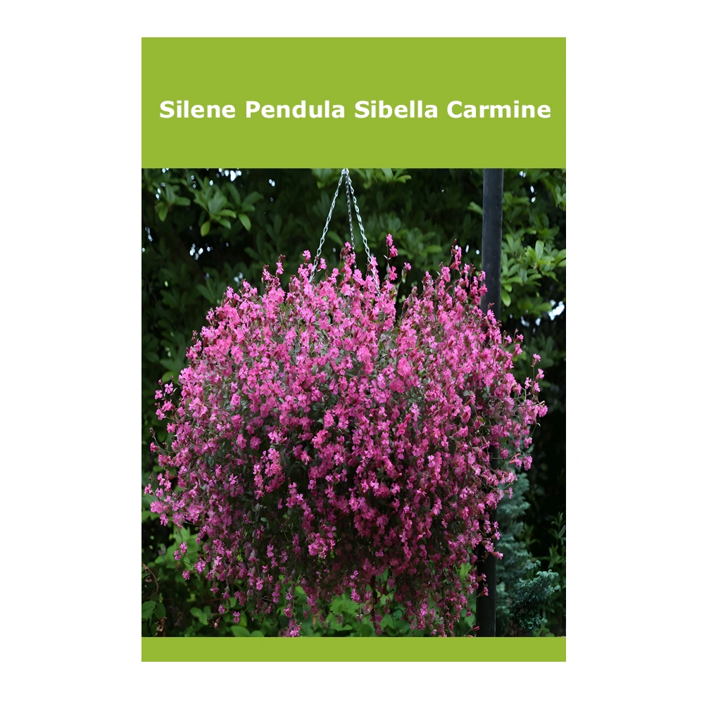 Silene Pendula Sibella Carmine 1 Silene Pendula Sibella Carmine
