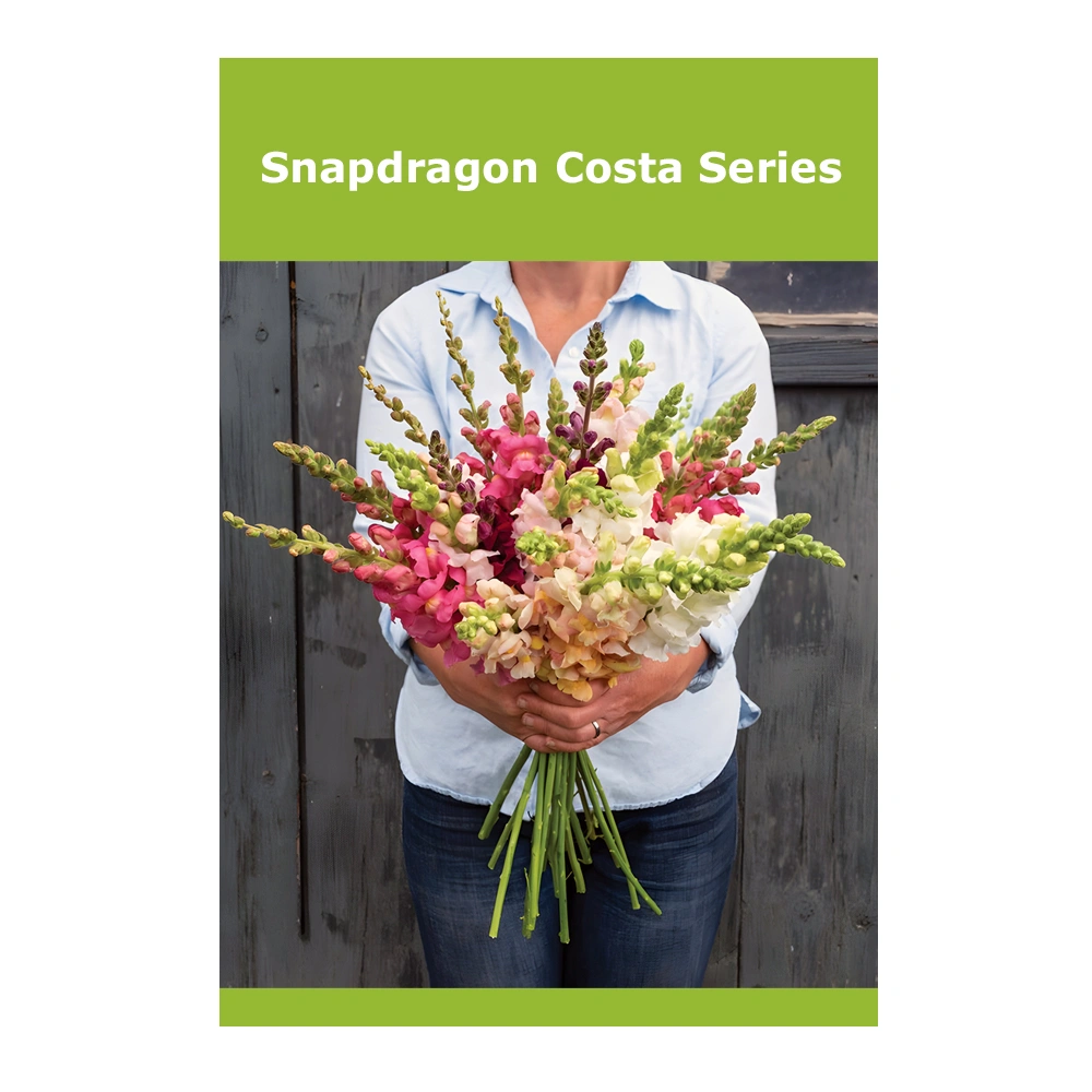 Snapdragon Costa Series 1 Snapdragon Costa Series