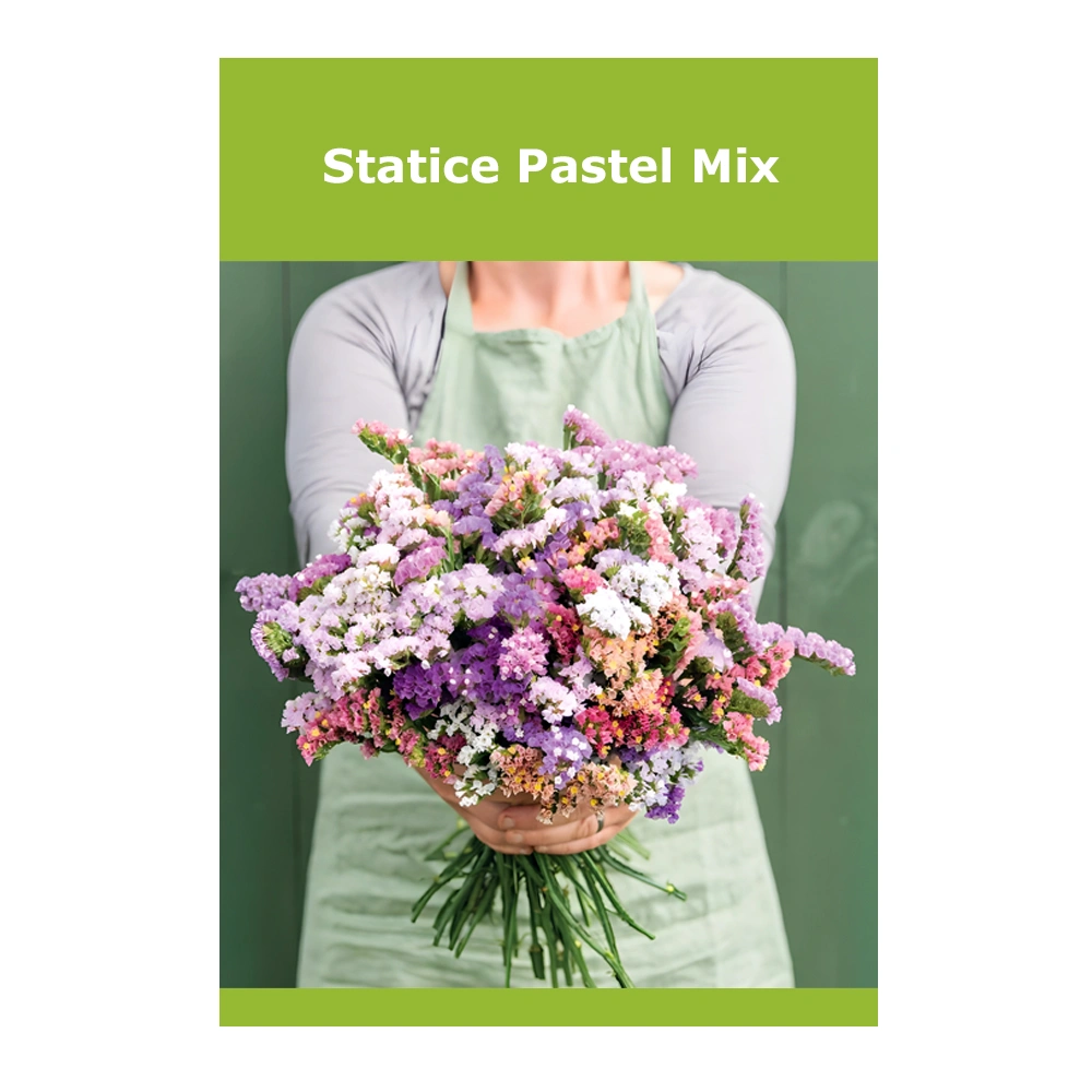 Statice Pastel Mix 1 Statice Pastel Mix