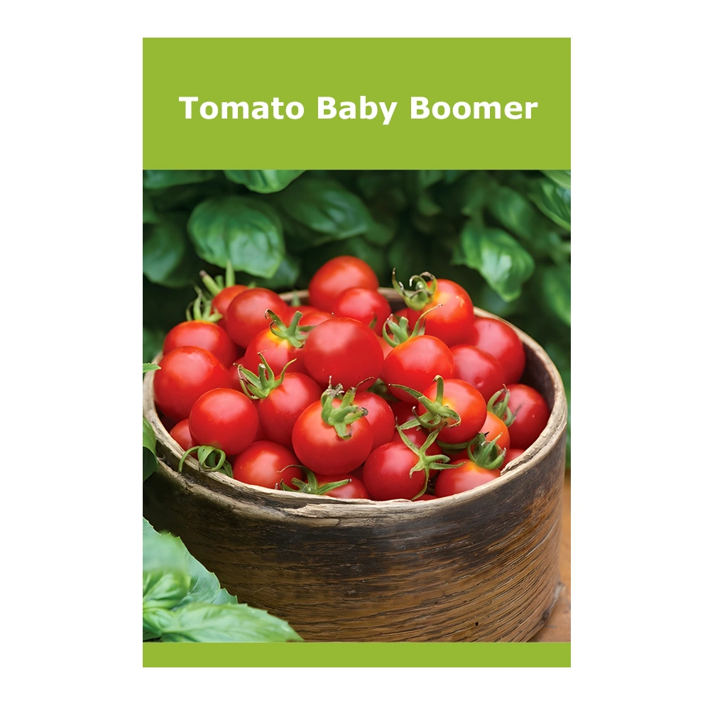 Tomato Baby Boomer 1 Tomato Baby Boomer