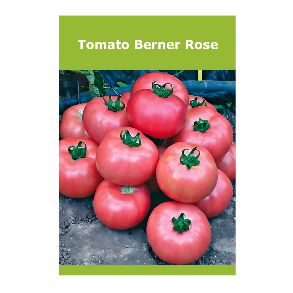 Tomato Berner Rose Tomato Berner Rose