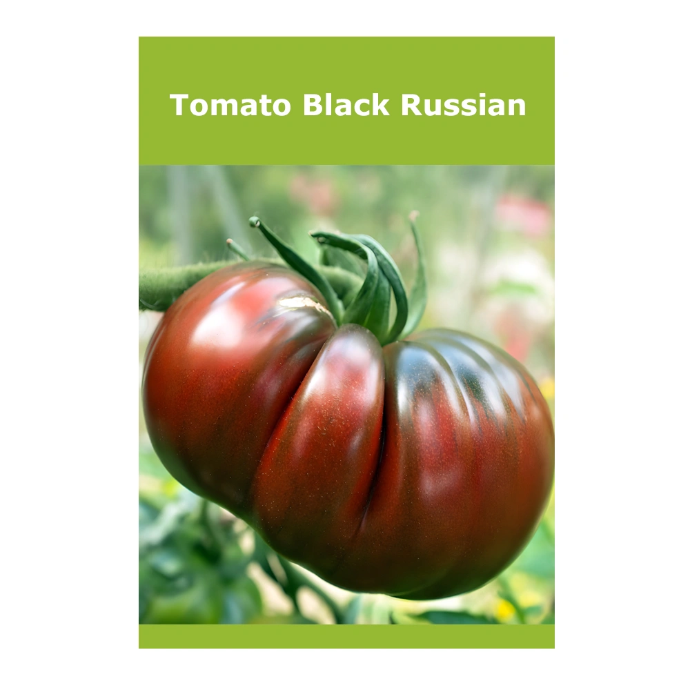 Tomato Black Russian