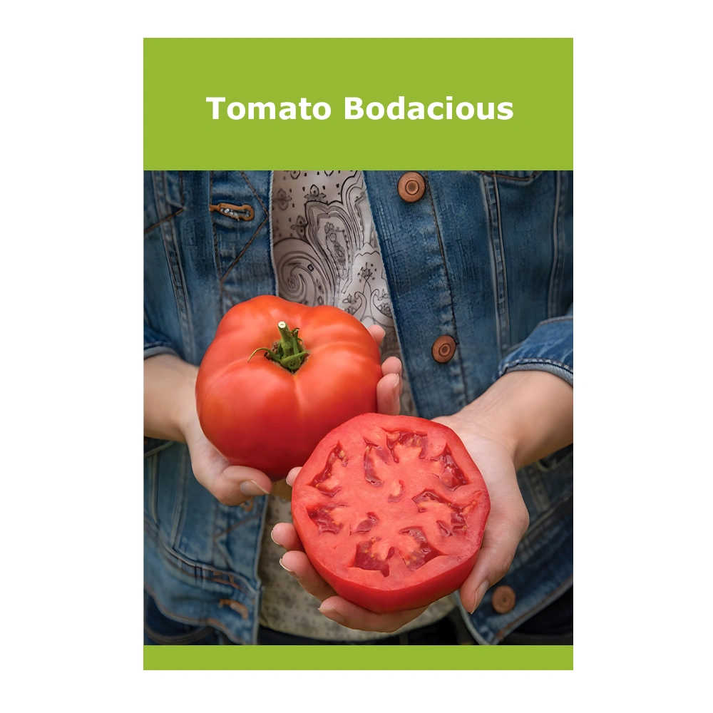 Tomato Bodacious 1 Tomato Bodacious