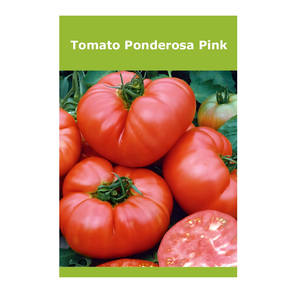 Tomato Ponderosa Pink 1 Tomato Ponderosa Pink