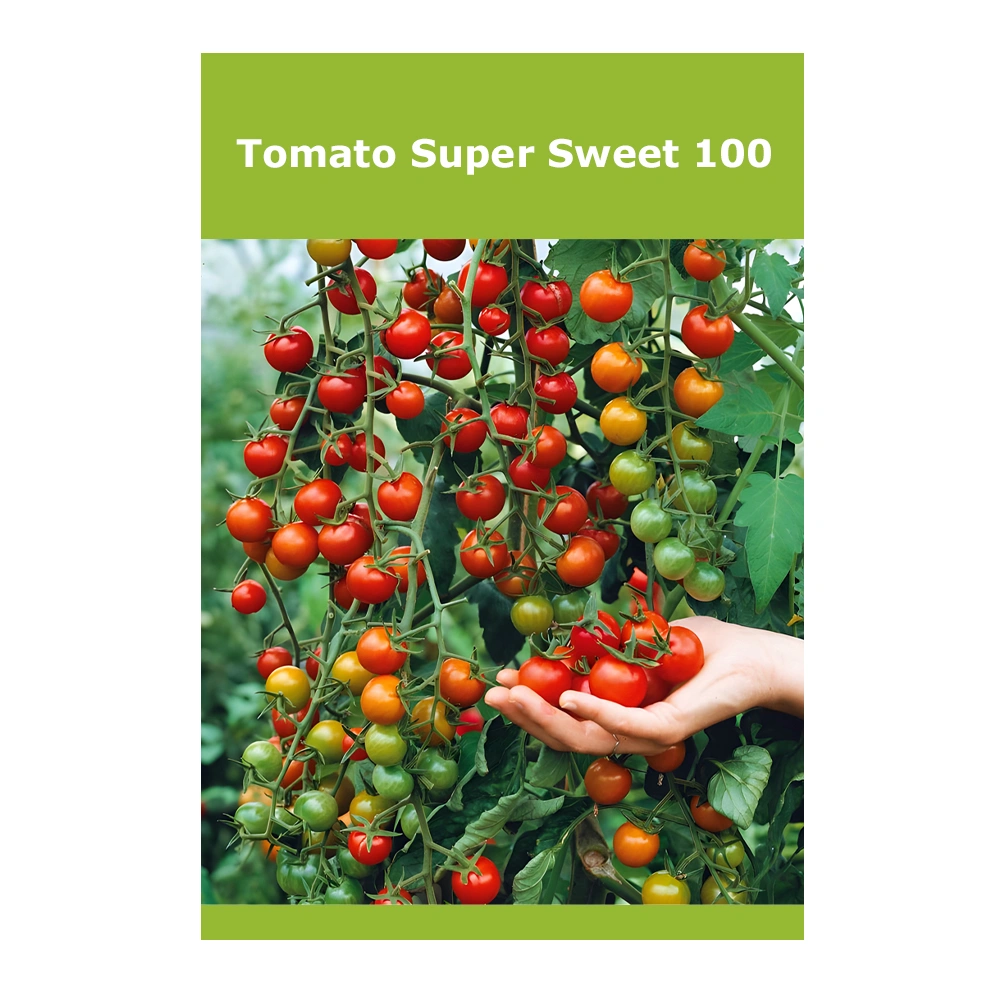 طماطم Super Sweet 100