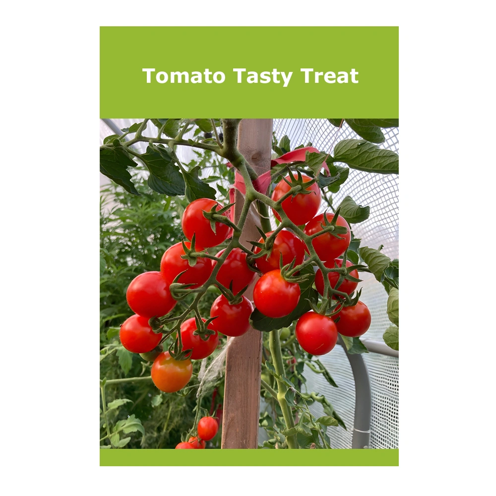 طماطم Tasty Treat