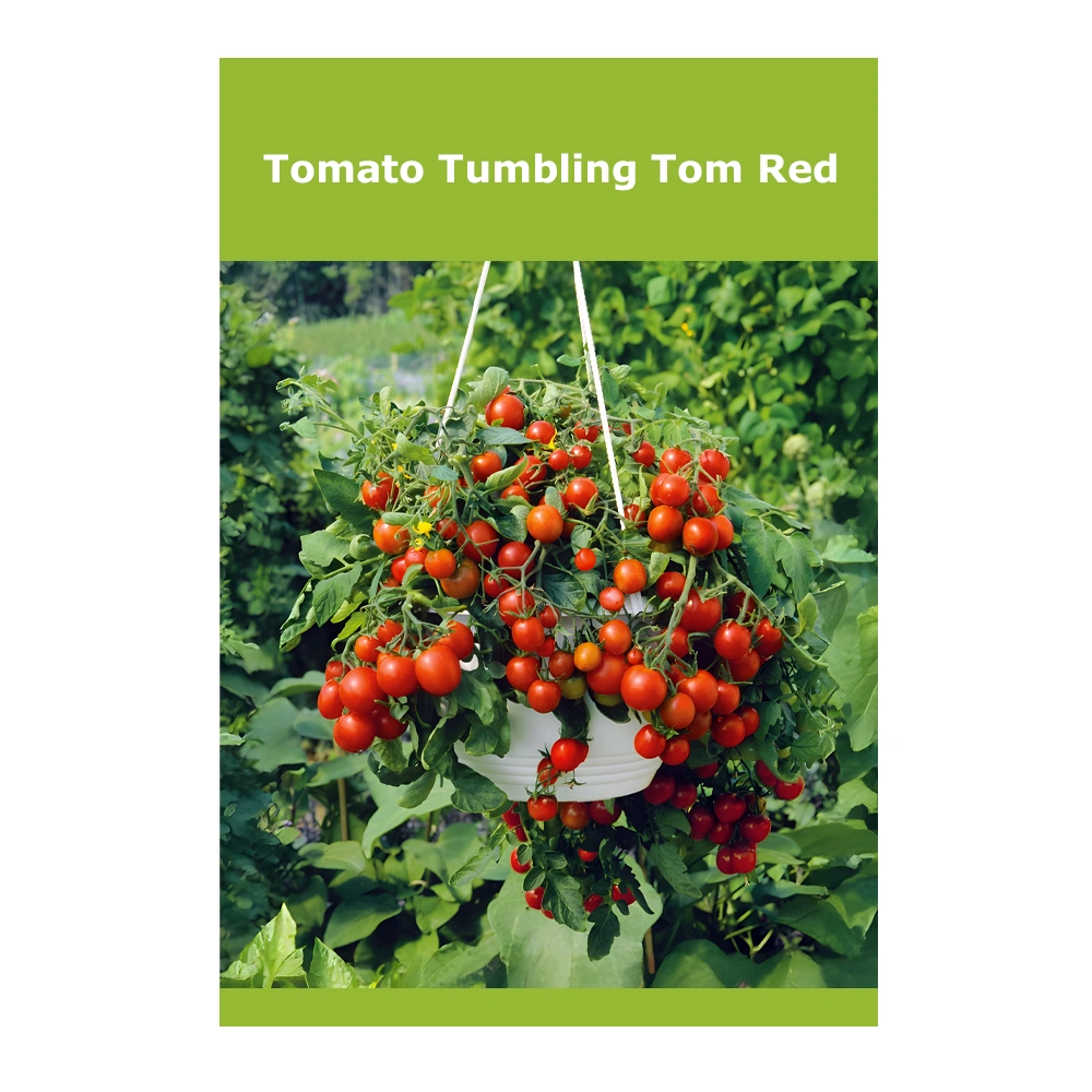 Tomato Tumbling Tom Red