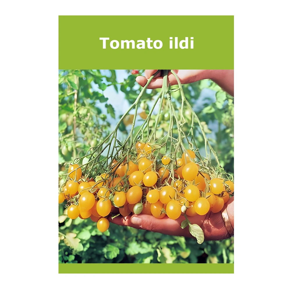 Tomato ildi
