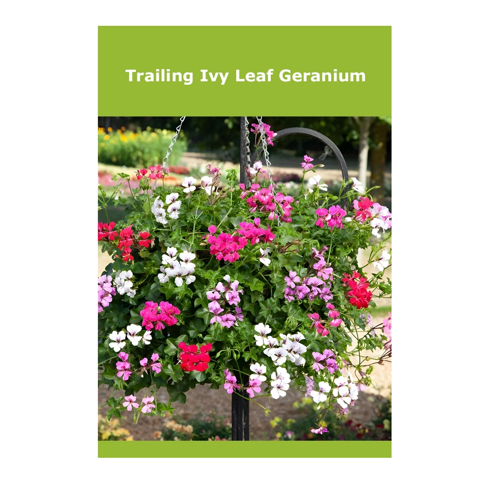 Trailing Ivy Leaf Geranium 1 Trailing Ivy Leaf Geranium