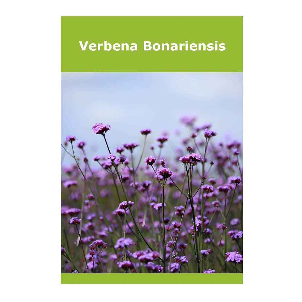 Verbena Bonariensis 1 Verbena Bonariensis