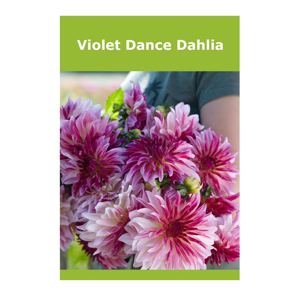 Violet Dance Dahlia