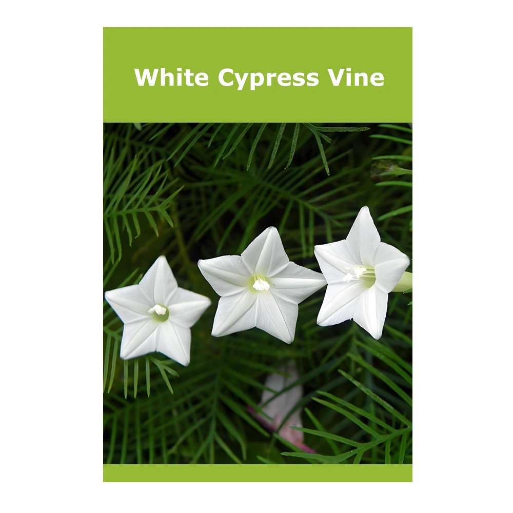 White Cypress Vine 1 White Cypress Vine