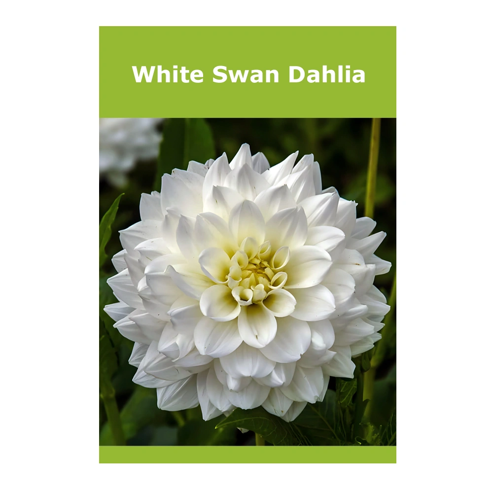 White Swan Dahlia