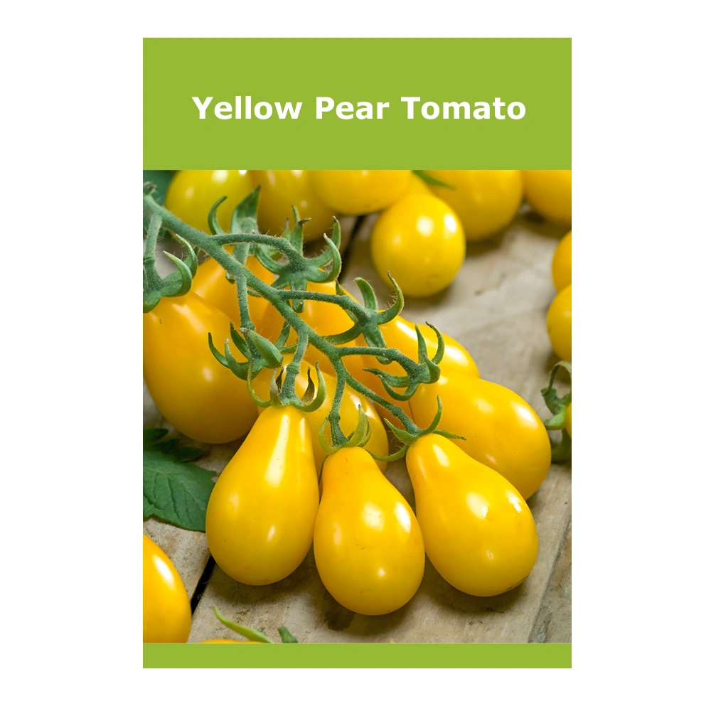 Yellow Pear Tomato