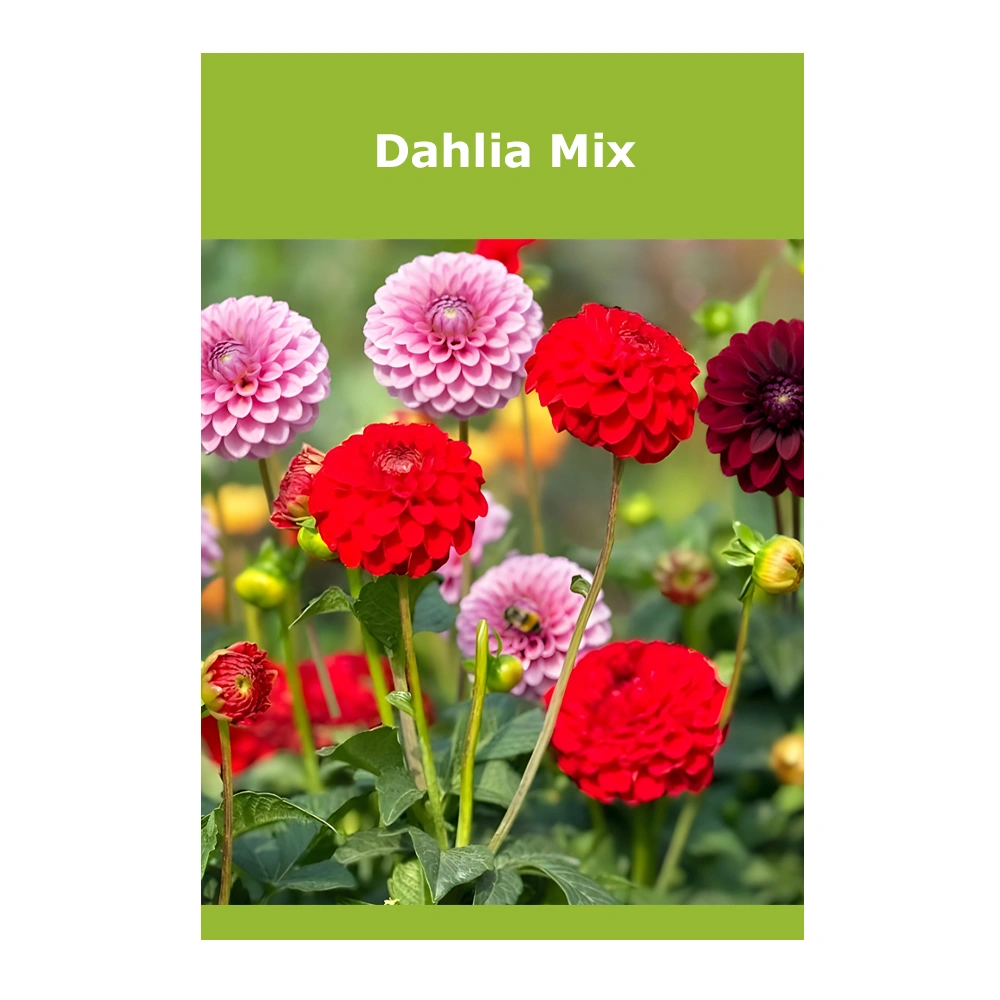 Dahlia Mix – Seed Grown Collection 1 Dahlia Mix