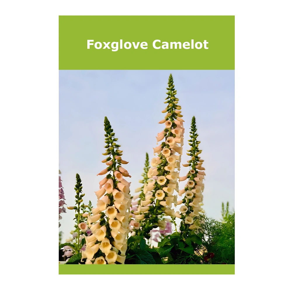 Foxglove Camelot