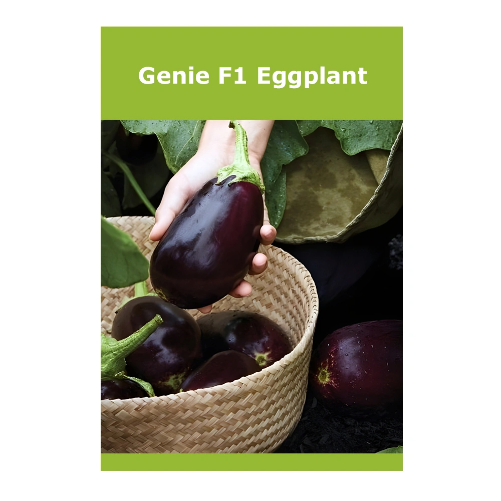 Genie F1 Eggplant Genie F1 Eggplant
