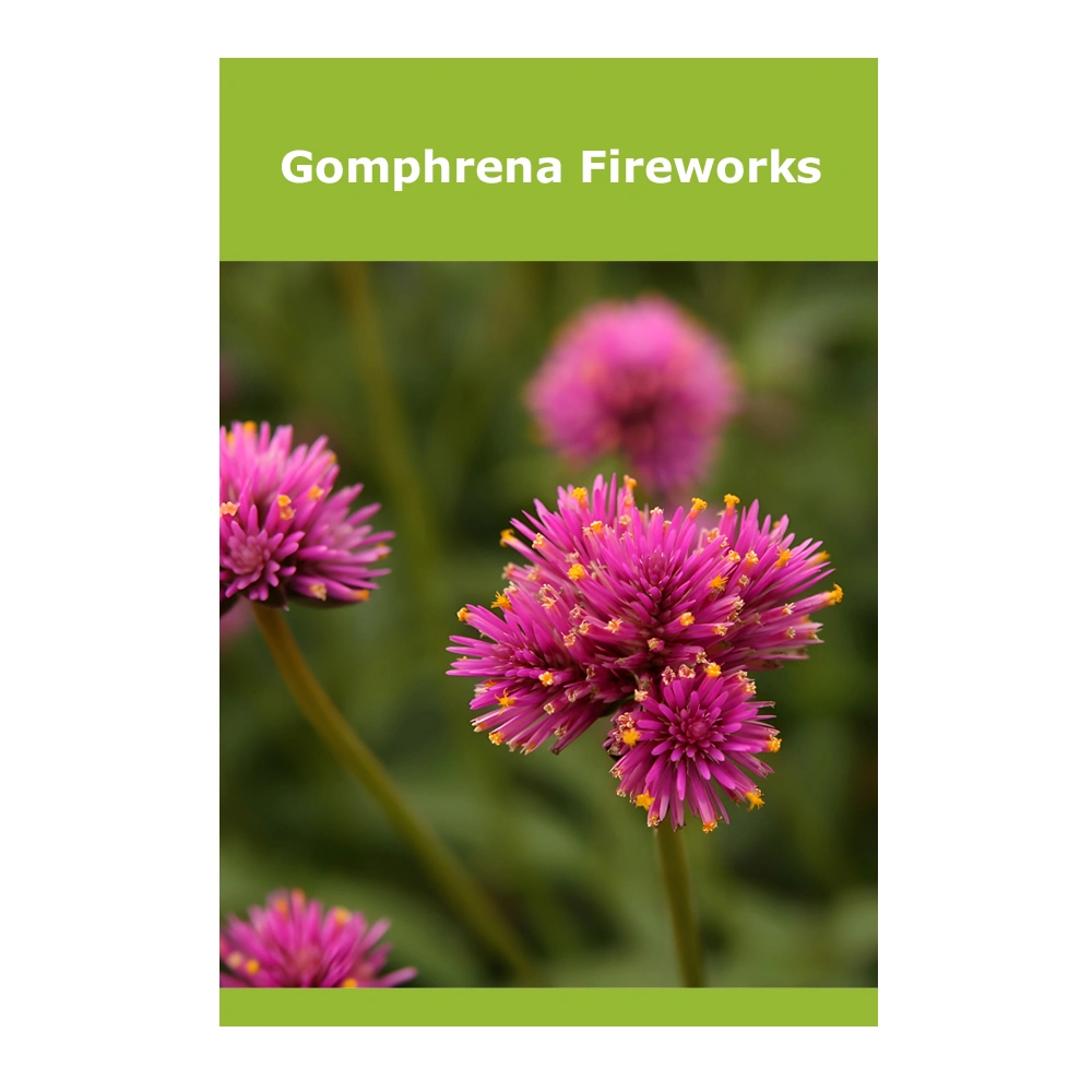 Gomphrena Fireworks 1 Gomphrena Fireworks