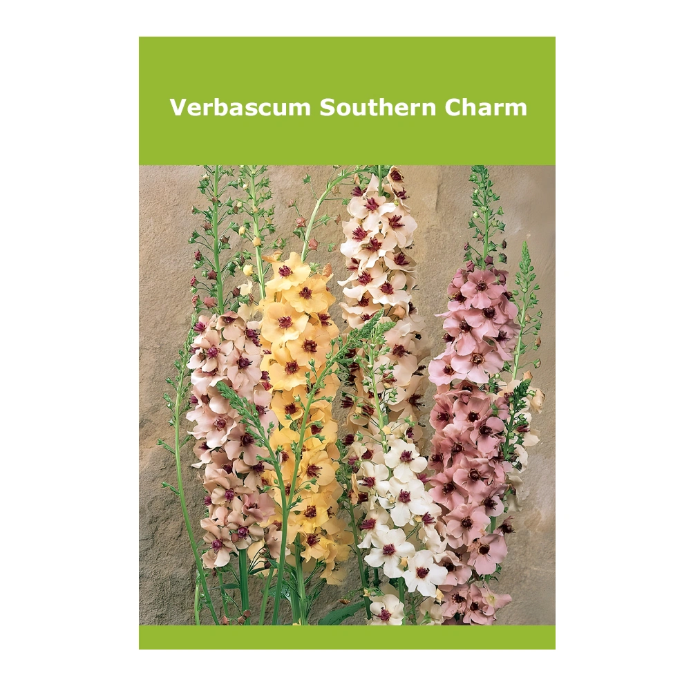 Verbascum Southern Charm Verbascum Southern Charm