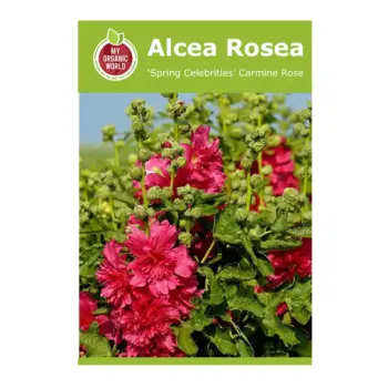 Alcea rosea ‘Spring Celebrities Carmine Rose’ Seeds