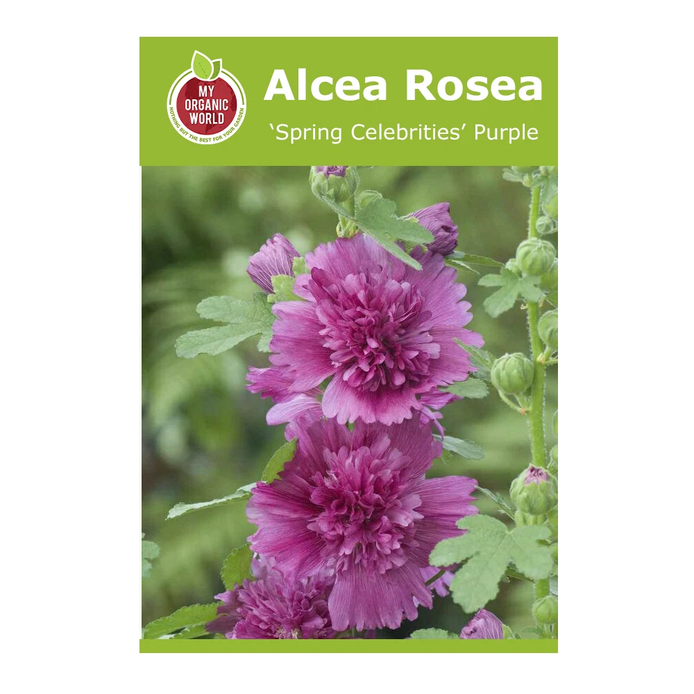 Alcea rosea Spring Celebrities Purple Seeds