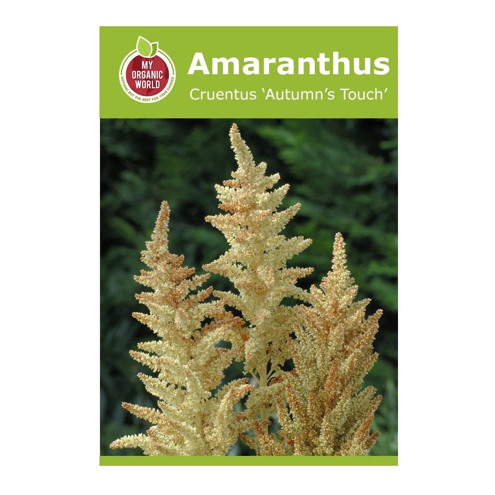 Amaranthus Cruentus Autumn's Touch 1 Amaranthus Cruentus Autumn’s Touch
