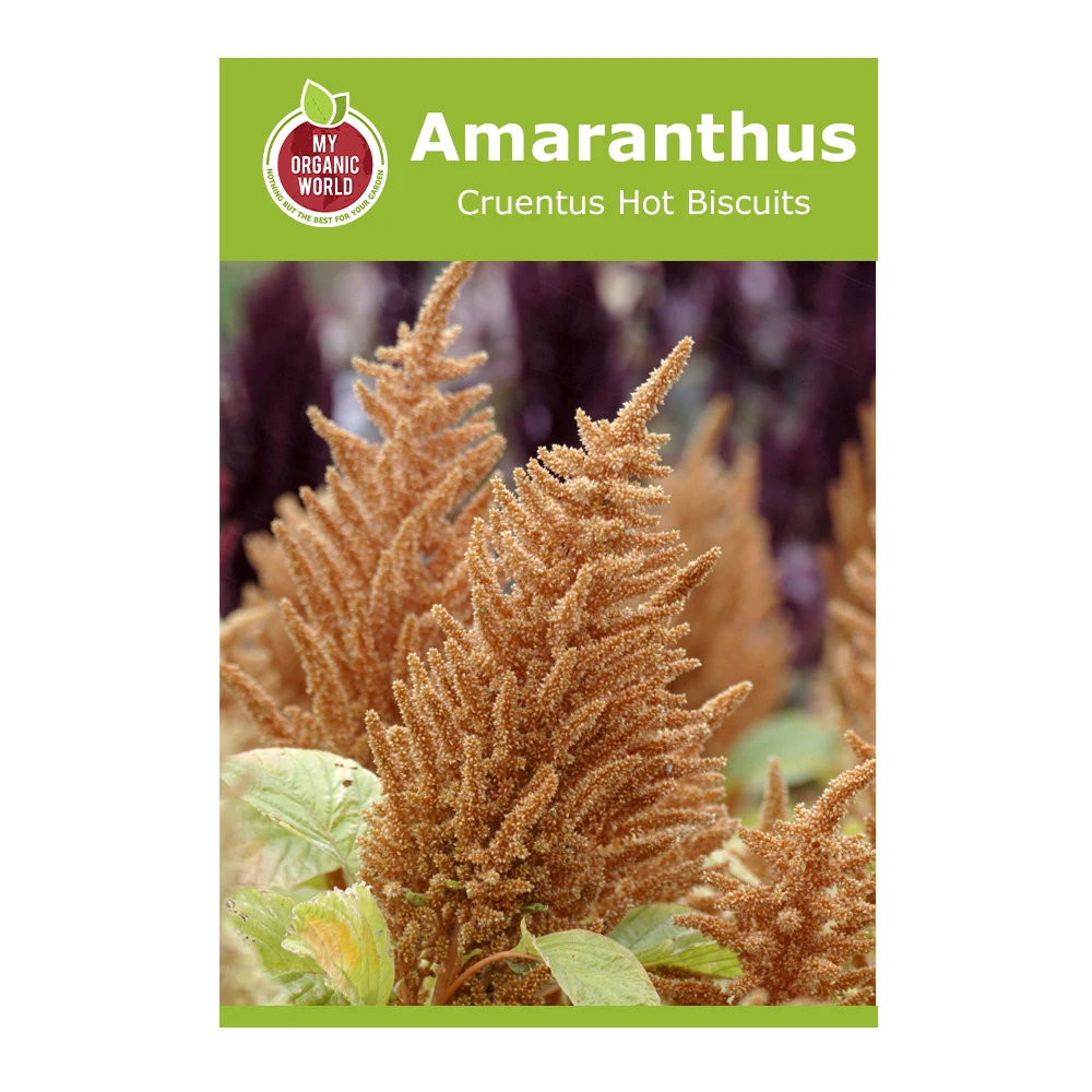 Amaranthus Cruentus Hot Biscuits 1 Amaranthus Cruentus Hot Biscuits