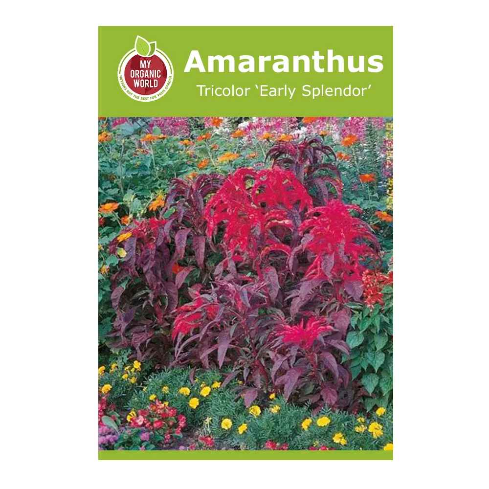 Amaranthus Tricolor Early Splendor