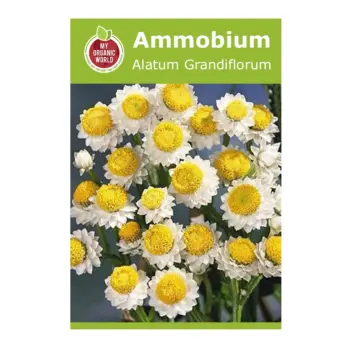 Ammobium Alatum Grandiflorum Seeds