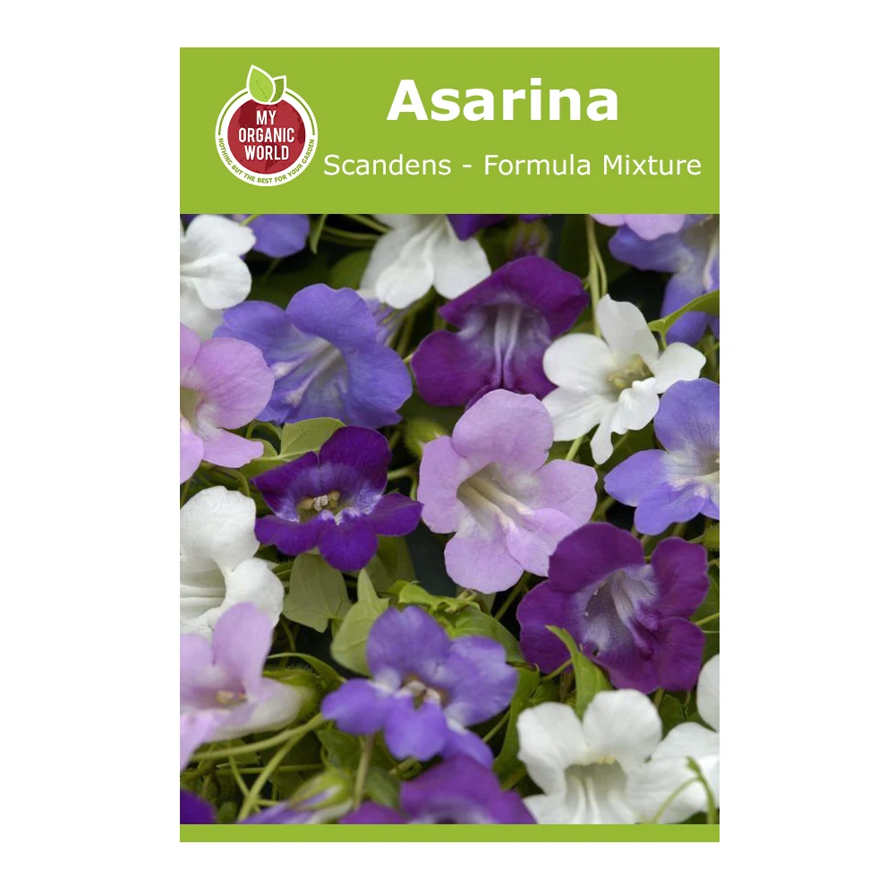 Asarina scandens Formula Mixture 1 Asarina Scandens Formula Mixture