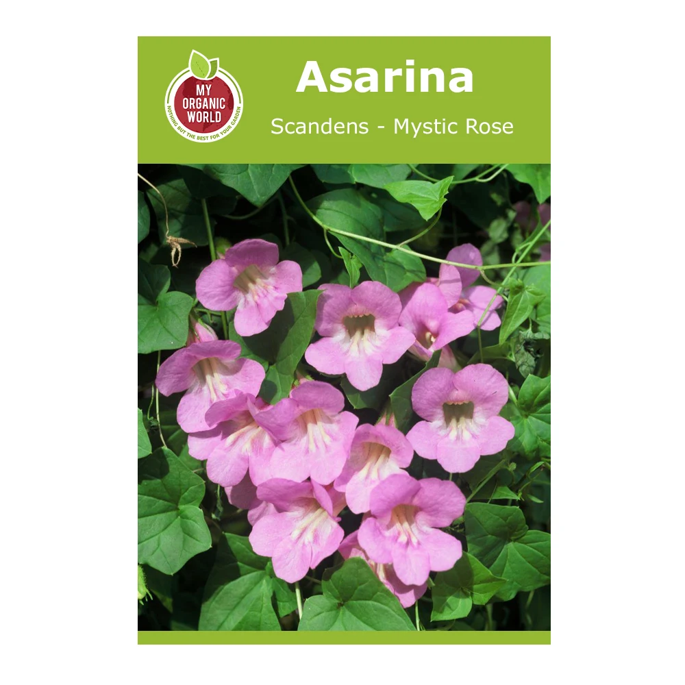 Asarina scandens Mystic Rose 1 Asarina Scandens Mystic Rose