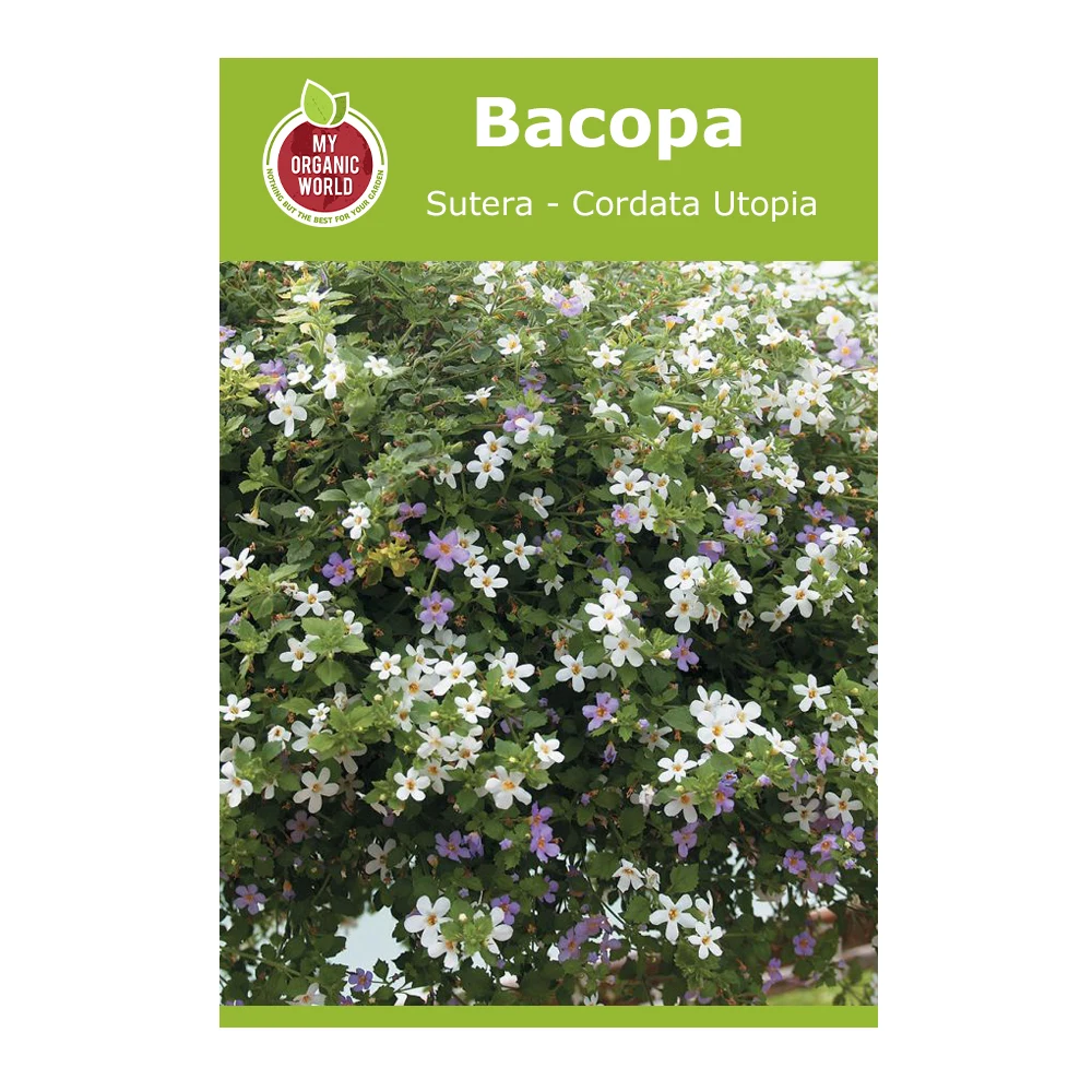 Bacopa (Sutera cordata) Utopia 1 Bacopa Sutera Cordata Utopia