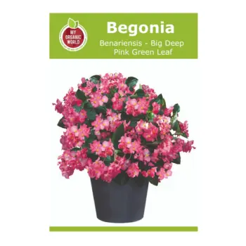 بذور Begonia Benariensis Big Deep Pink Green Leaf