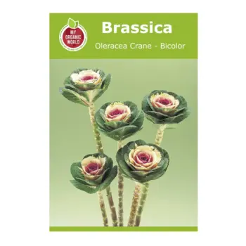 Brassica Oleracea Crane Bicolor Seeds