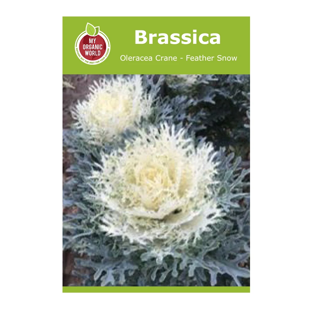 Brassica oleracea Crane Feather Snow 1 Brassica Oleracea Crane Feather Snow