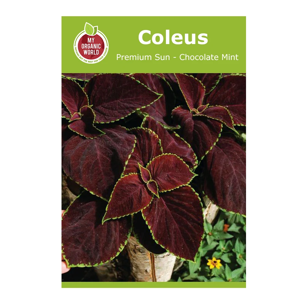 Coleus Premium Sun Chocolate Mint