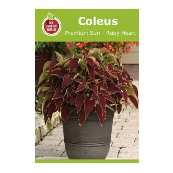 بذور Coleus Premium Sun Ruby Heart