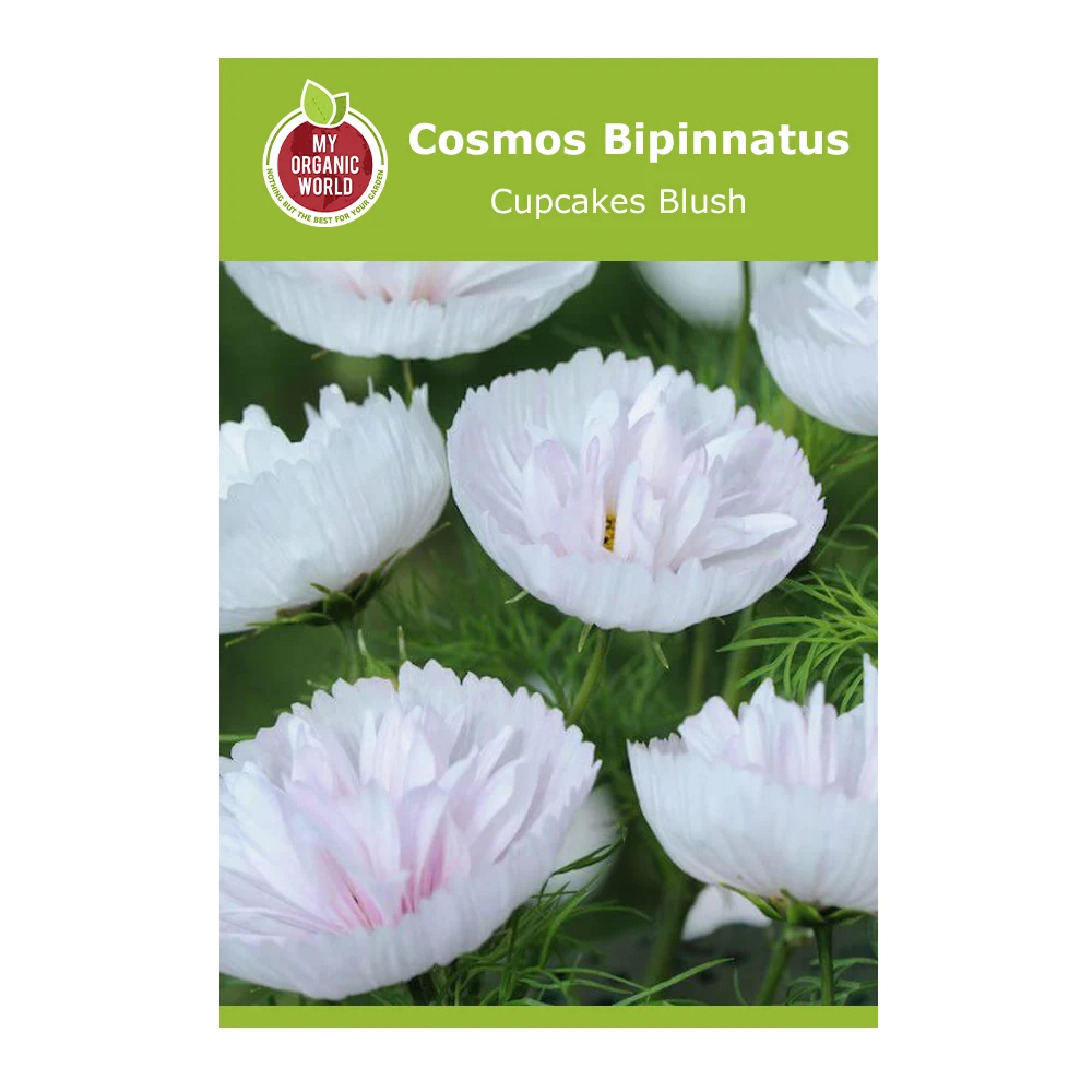 Cosmos Bipinnatus Cupcakes Blush 1 Cosmos Bipinnatus Cupcakes Blush