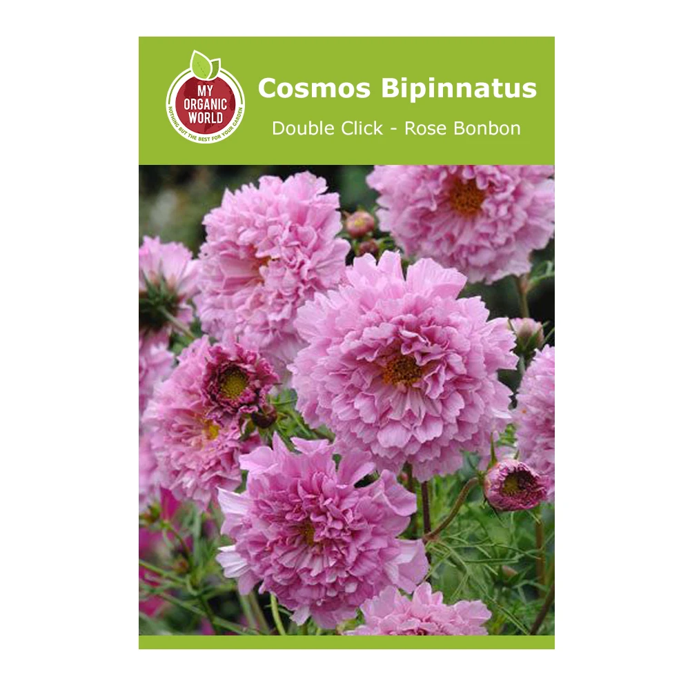 Cosmos Bipinnatus Double Click Rose Bonbon