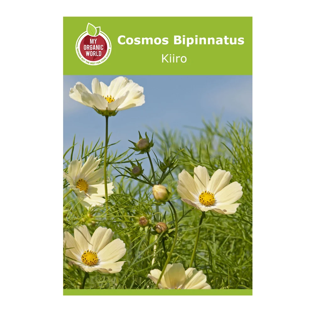 Cosmos Bipinnatus Kiiro 1 Cosmos Bipinnatus Kiiro