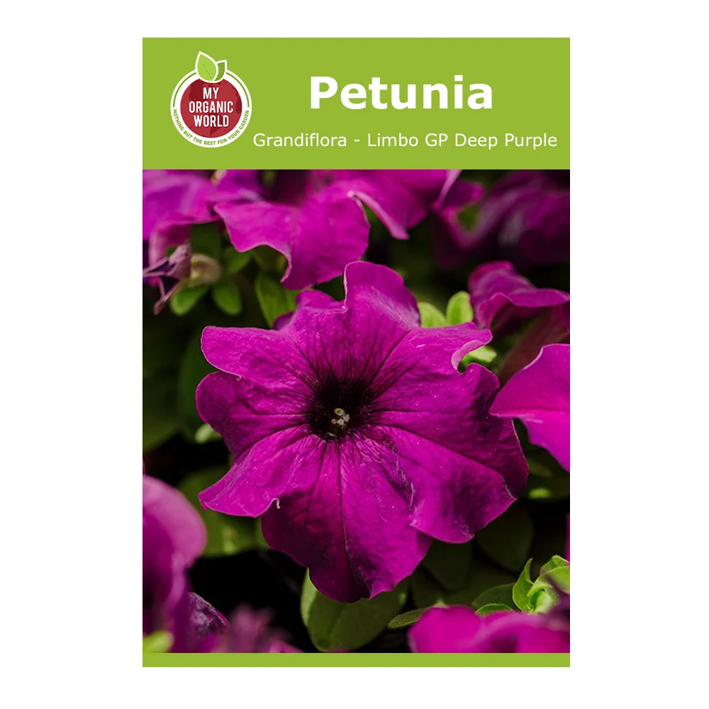 Petunia grandiflora Limbo GP Deep Purple 1 Petunia Grandiflora Limbo GP Deep Purple