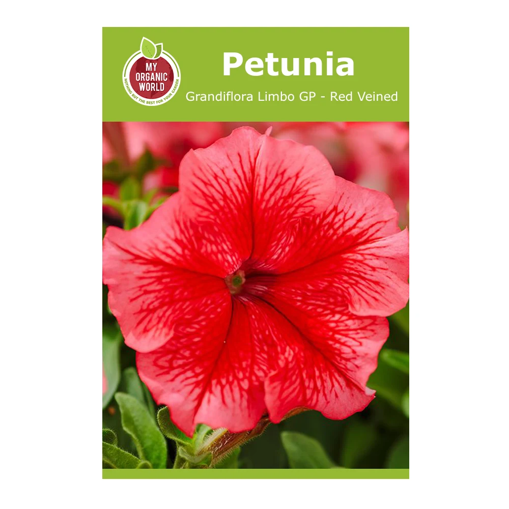 Petunia grandiflora Limbo GP Red Veined 1 Petunia Grandiflora Limbo GP Red Veined