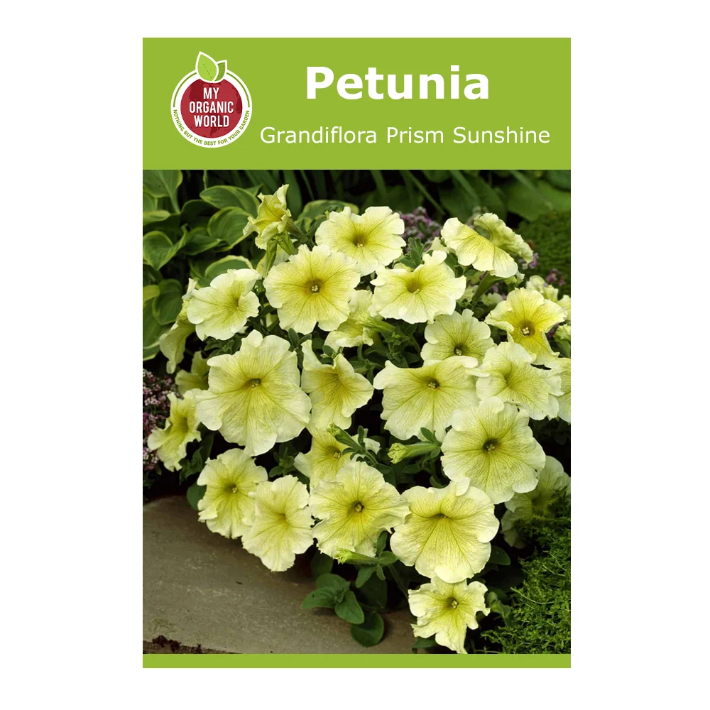 Petunia Grandiflora Prism Sunshine