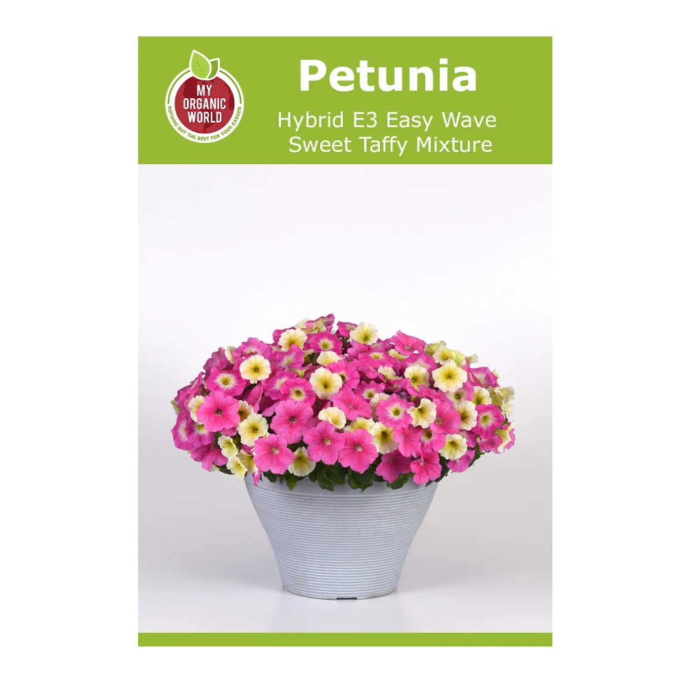 Petunia Hybrid E3 Easy Wave Sweet Taffy Mixture 1 Petunia Hybrid E3 Easy Wave Sweet Taffy Mixture