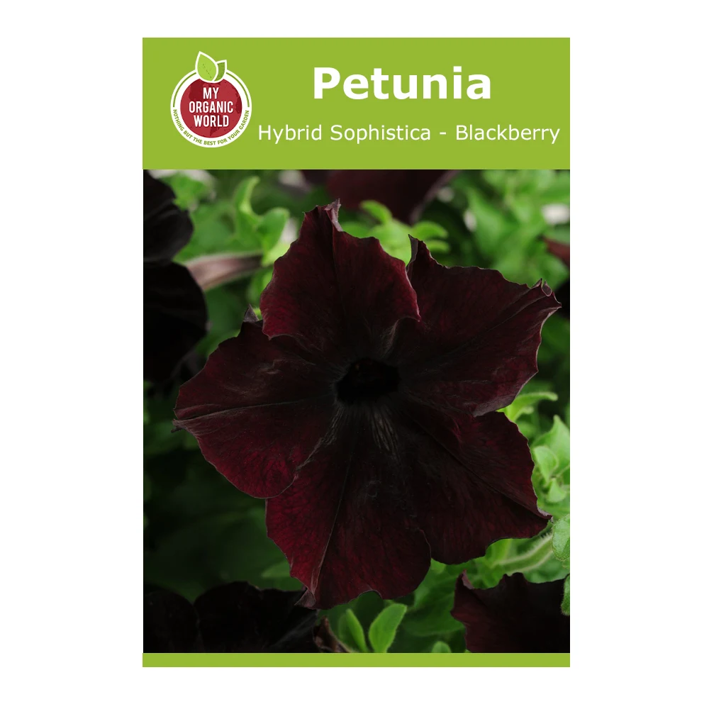 Petunia Hybrid Sophistica Blackberry