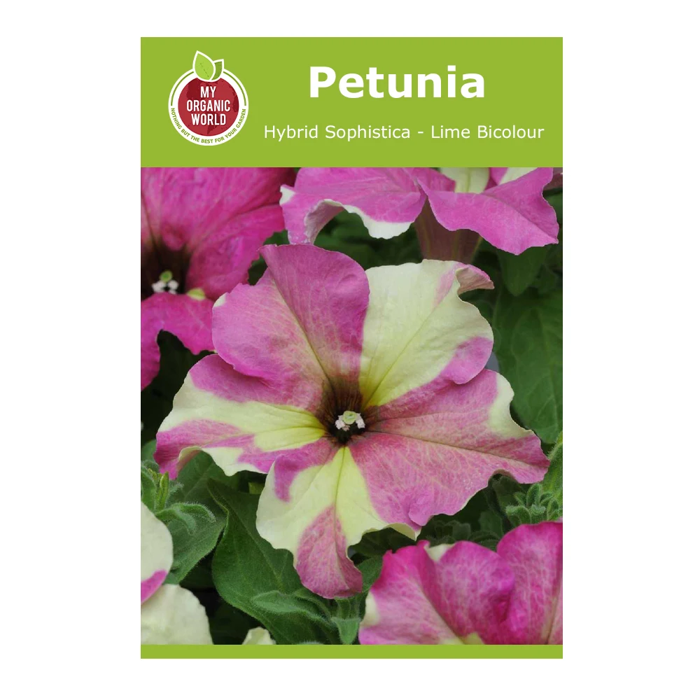 Petunia Hybrid Sophistica Lime Bicolour