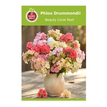 Phlox Drummondii Beauty Coral Reef Seeds