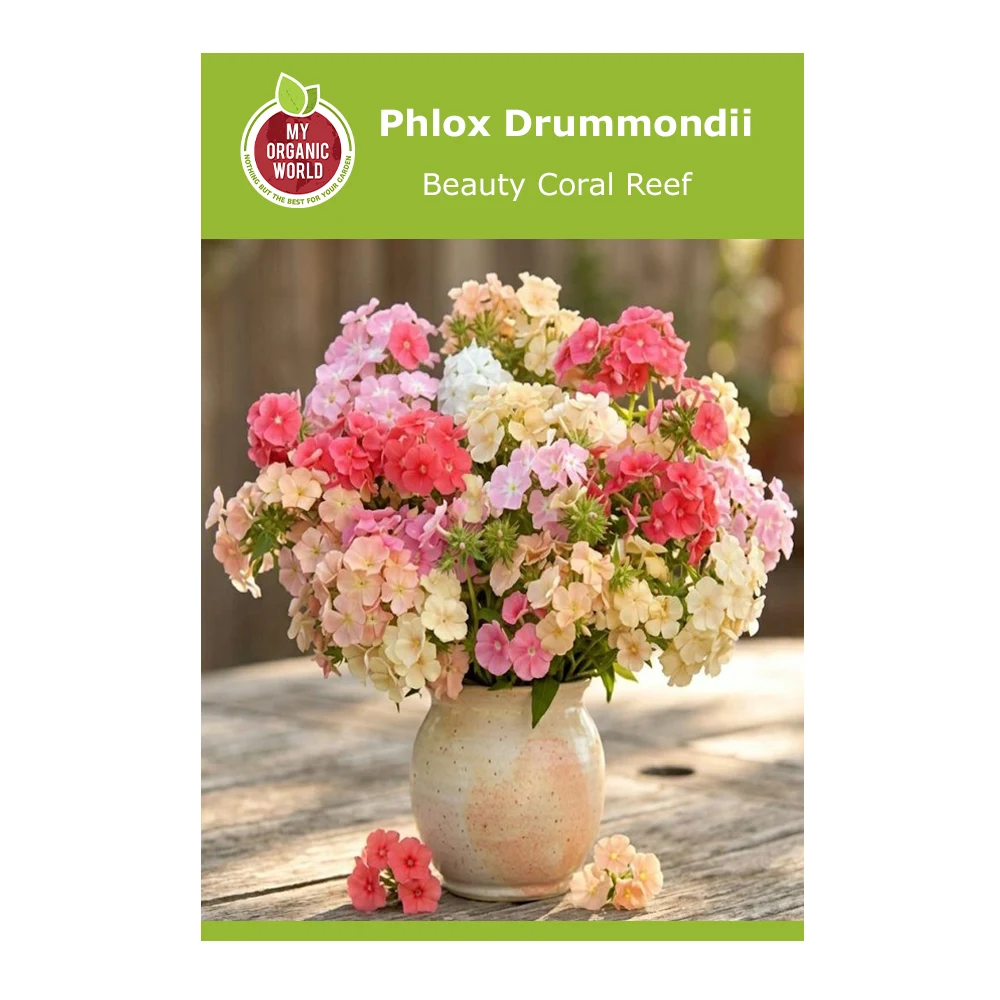 Phlox Drummondii Beauty Coral Reef 1 Phlox Drummondii Beauty Coral Reef