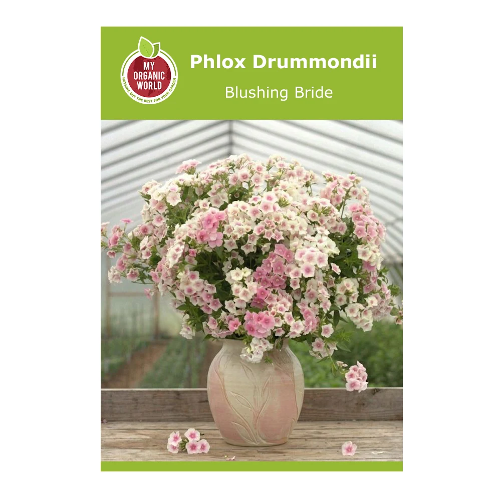 Phlox Drummondii Blushing Bride 1 Phlox Drummondii Blushing Bride