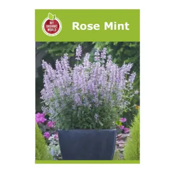 Neomexicana Rose Mint Seeds